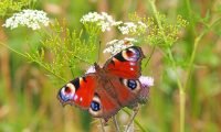 czerwony motyl z biało-niebieskimi plamkami na skrzydłach na łące