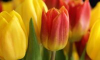 wiosenne kwiaty żółte i czerwone tulipany